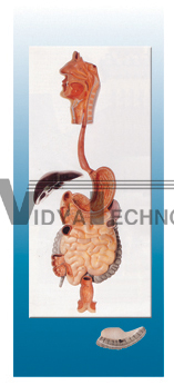 The model of European digestive system